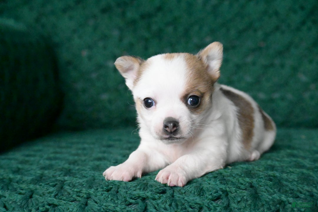 Chihuahua dogs for sale: Hunter - Ad 1