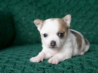 Chihuahua dogs Hunter - Ad 36