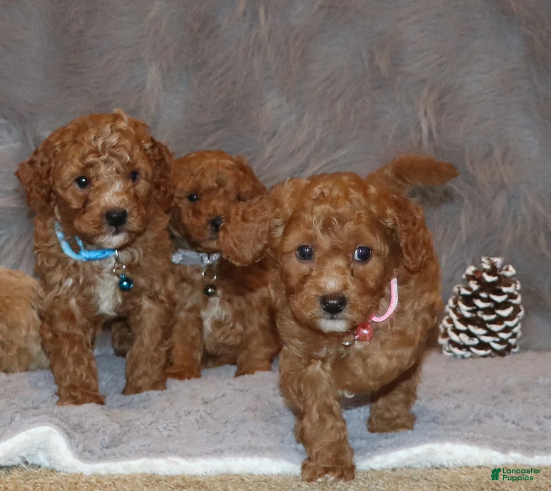 Mini Goldendoodle dogs for sale: Tiny/Couple 💙 - Ad 3