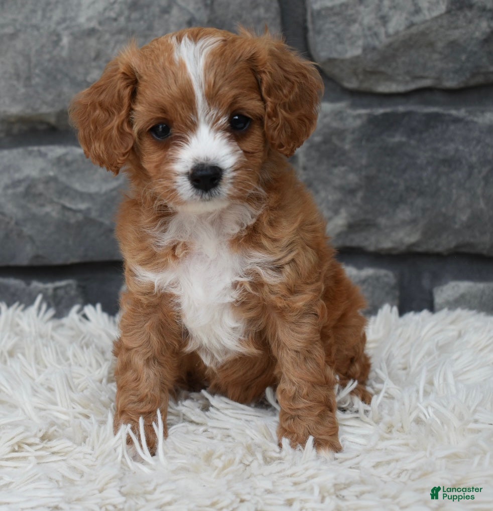 Cavapoo dogs Remi - Ad 1
