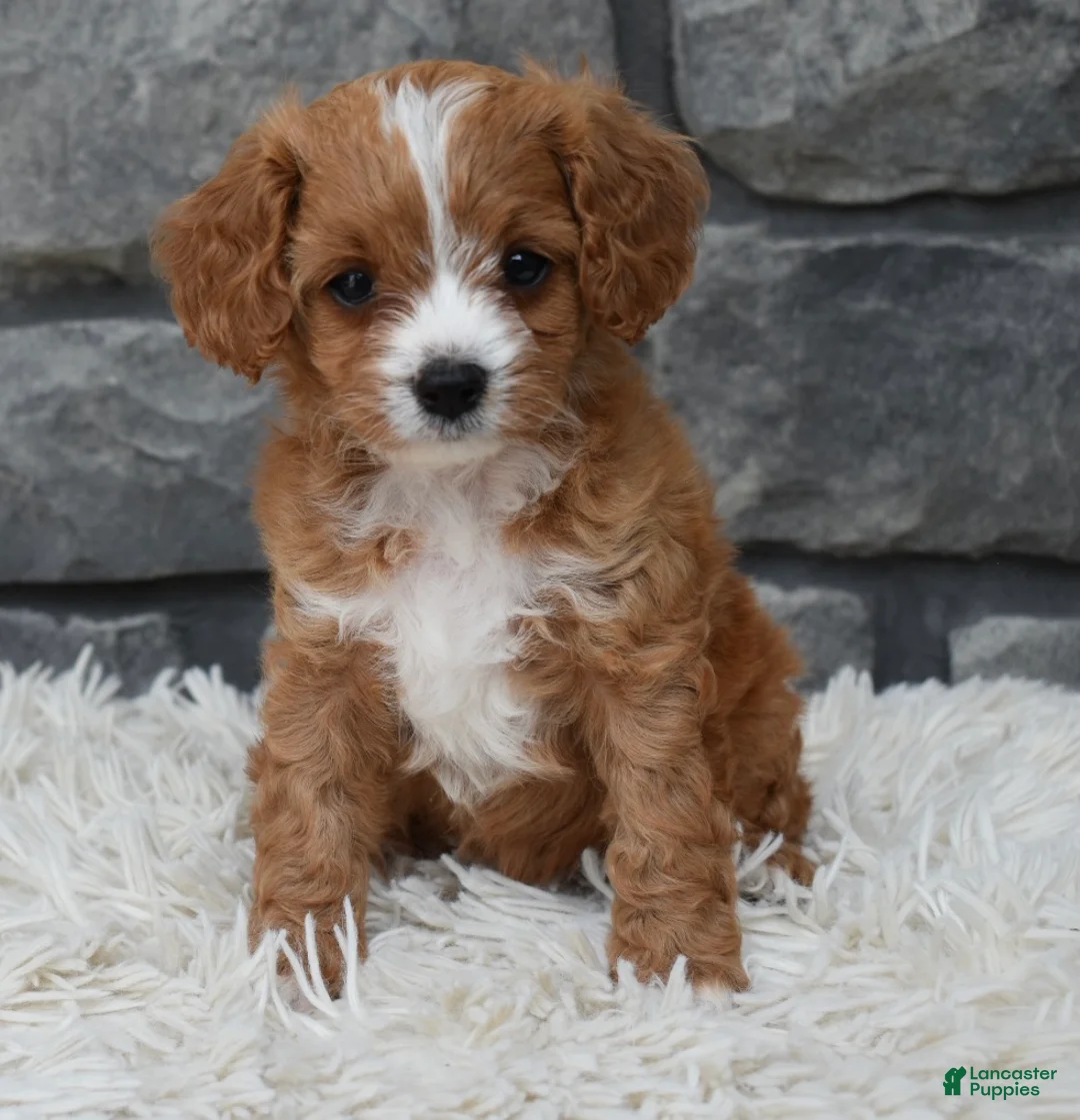 Cavapoo dogs for sale: Remi - Ad 1