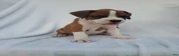 Boxer dogs for sale: Roxy - Ad 5