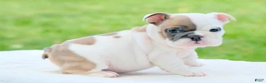 Hazel