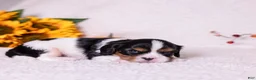 Cavalier King Charles Spaniel dogs for sale: Grant - Ad 2