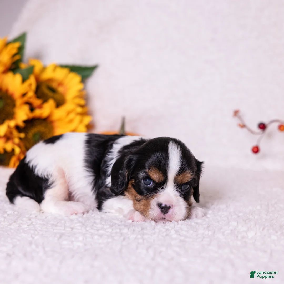 Cavalier King Charles Spaniel dogs for sale: Grant - Ad 2