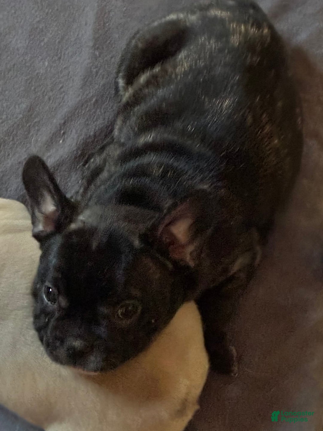 French Bulldog dogs for sale: French Bulldog Puppy 1 - Ad 4