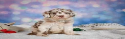 Mini Goldendoodle dogs for sale: Lucy - Ad 3