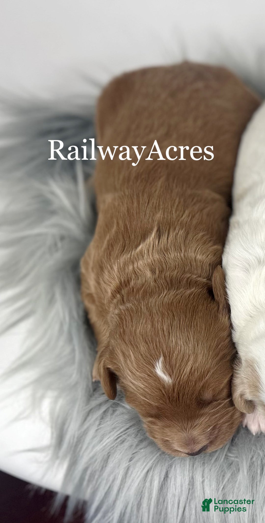 Goldendoodle dogs for sale: F1b Mini Girl 1 - Ad 3