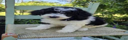 Mini Sheepadoodle dogs for sale: Tucker - Ad 2