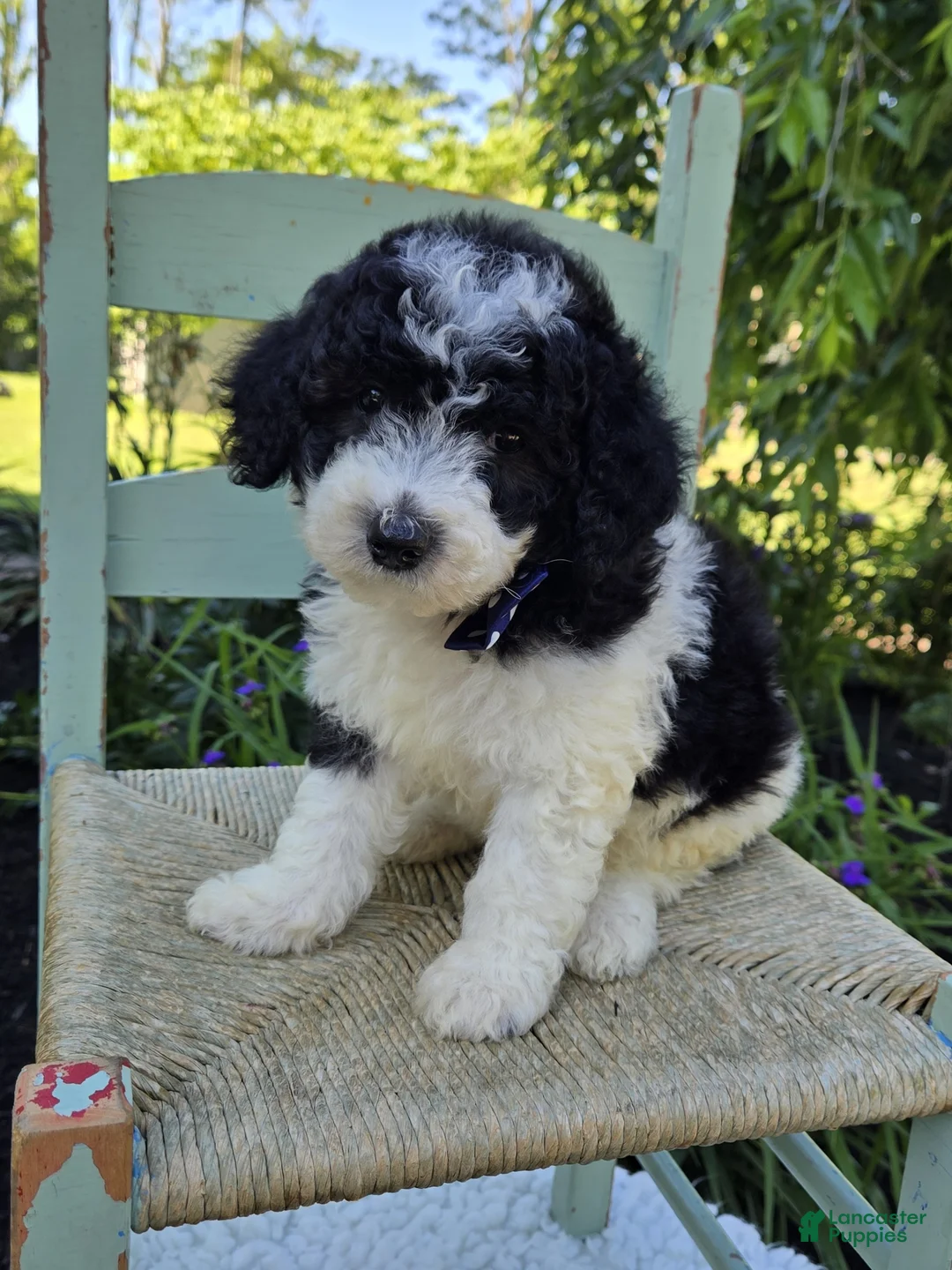Mini Sheepadoodle dogs for sale: Tucker - Ad 2