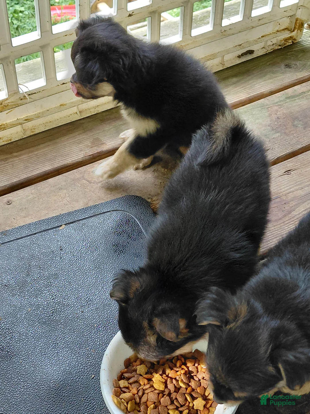 Mixed Breed dogs for sale: Dolley Madison - Ad 1