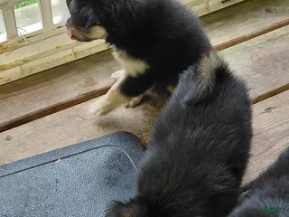 Mixed Breed dogs for sale: Dolley Madison - Ad 2