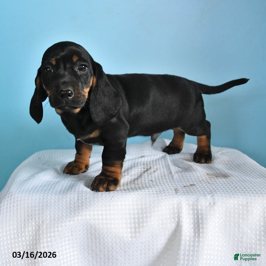 Mixed Breed dogs Gus - Ad 1