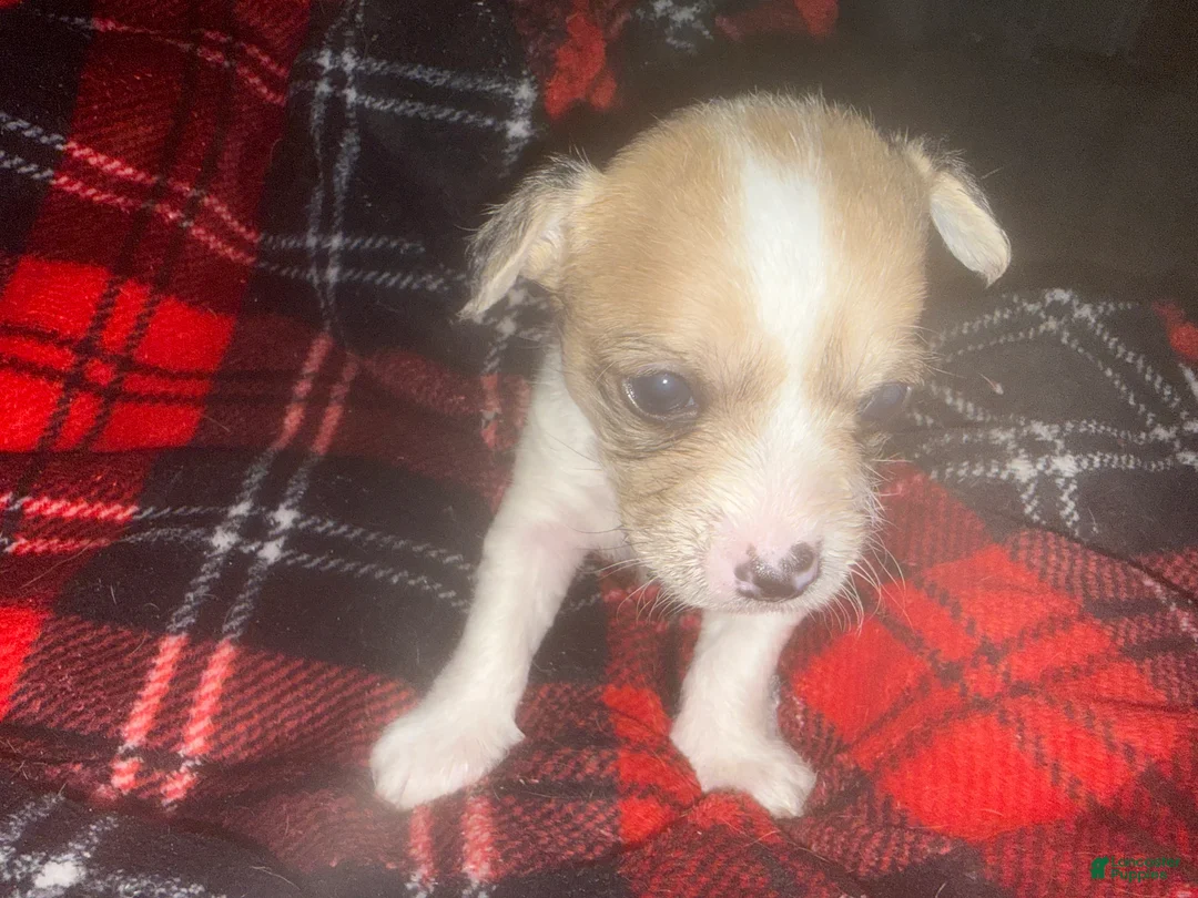 Mixed Breed dogs for sale: Toffee - Ad 3