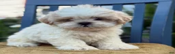 Shih Tzu dogs for sale: Henley - Ad 2