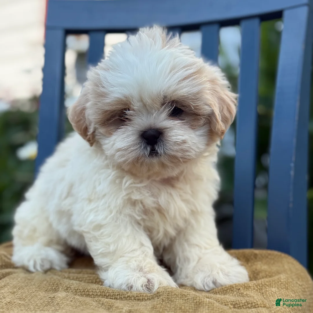 Shih Tzu dogs for sale: Henley - Ad 2