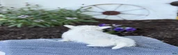 West Highland Terrier dogs for sale: Bandit - Ad 5