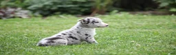 Border Collie dogs for sale: Jake - Ad 4