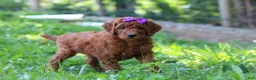 Standard Poodle dogs for sale: Lily AKC - Ad 1
