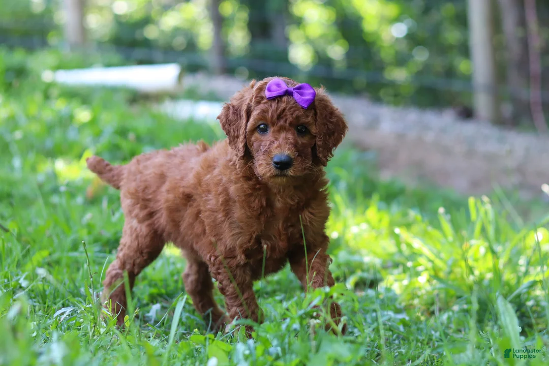 Standard Poodle dogs for sale: Lily AKC - Ad 1