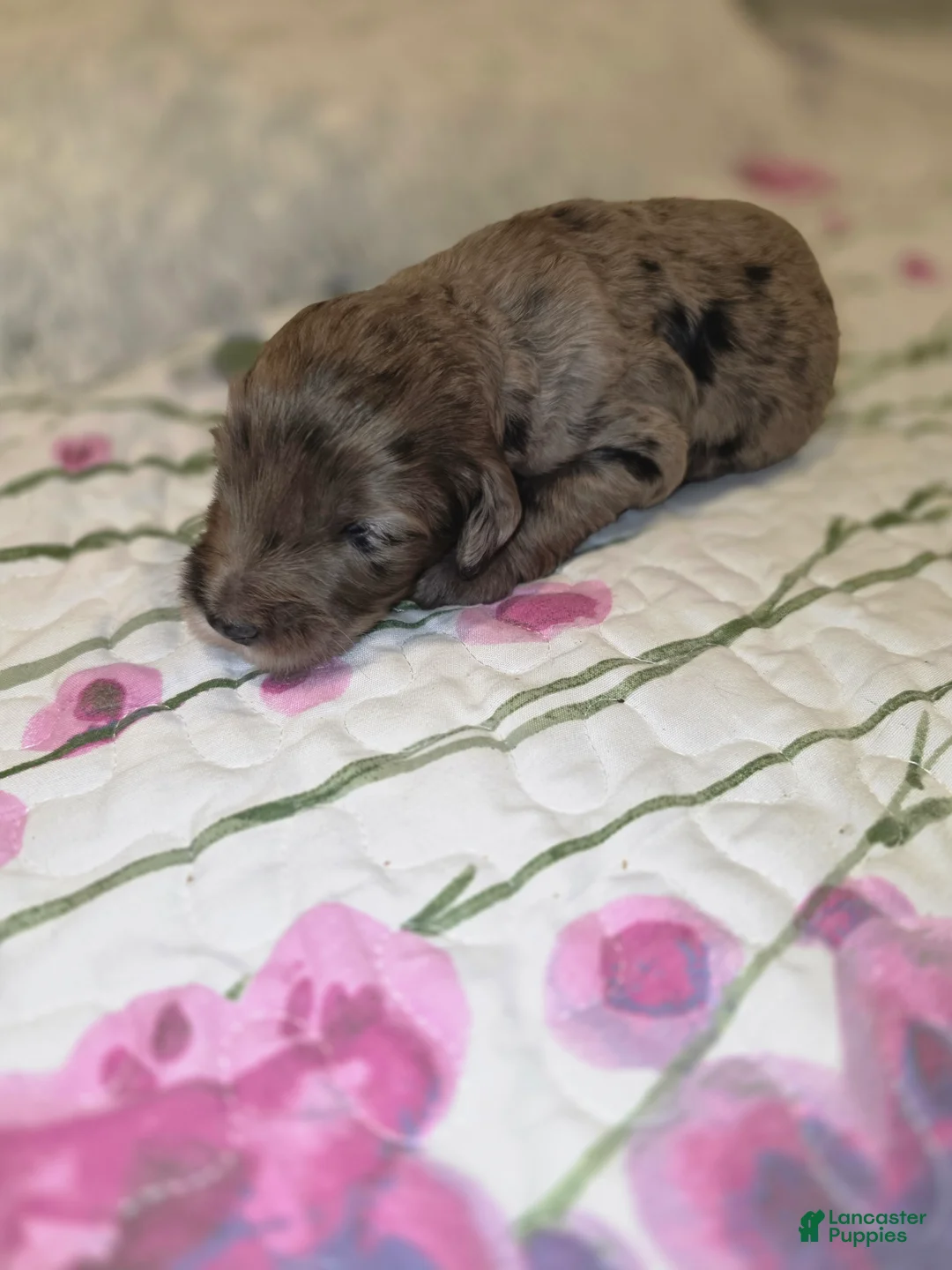 Sheepadoodle dogs for sale: Sheepadoodle 4 - Ad 1