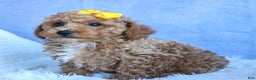 Miniature Poodle dogs for sale: LINSEY - Ad 12