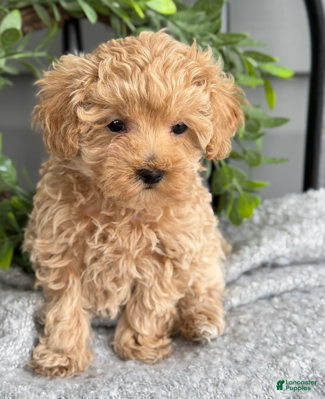 Maltipoo dogs for sale: Tillie - Ad 9