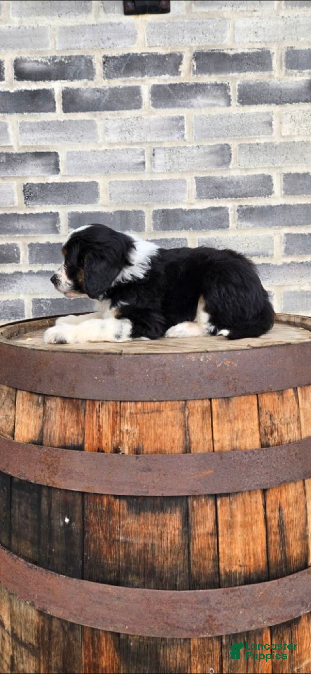 Mini Aussiedoodle dogs for sale: Ollie – Male (Tri-Color) - Ad 11