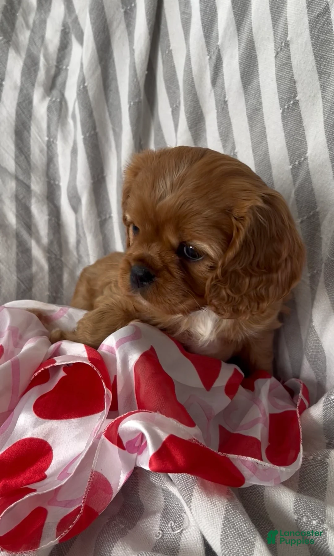 Cavalier King Charles Spaniel dogs for sale: Cavalier King Charles Spaniel Puppy 3 - Ad 3