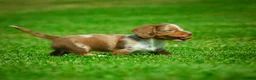 Miniature Dachshund dogs for sale: Easton - Ad 10