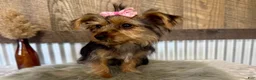 Yorkshire Terrier dogs for sale: Gabby - Ad 3