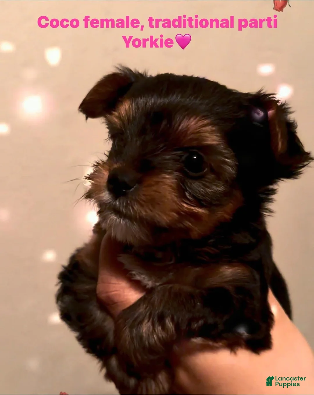 Yorkshire Terrier dogs for sale: Yorkshire Terrier Puppy 2 - Ad 5