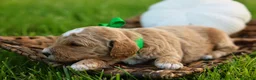 Mini Goldendoodle dogs for sale: Barnaby - Ad 7