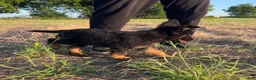 German Shepherd dogs for sale: Gonzo - Ad 5
