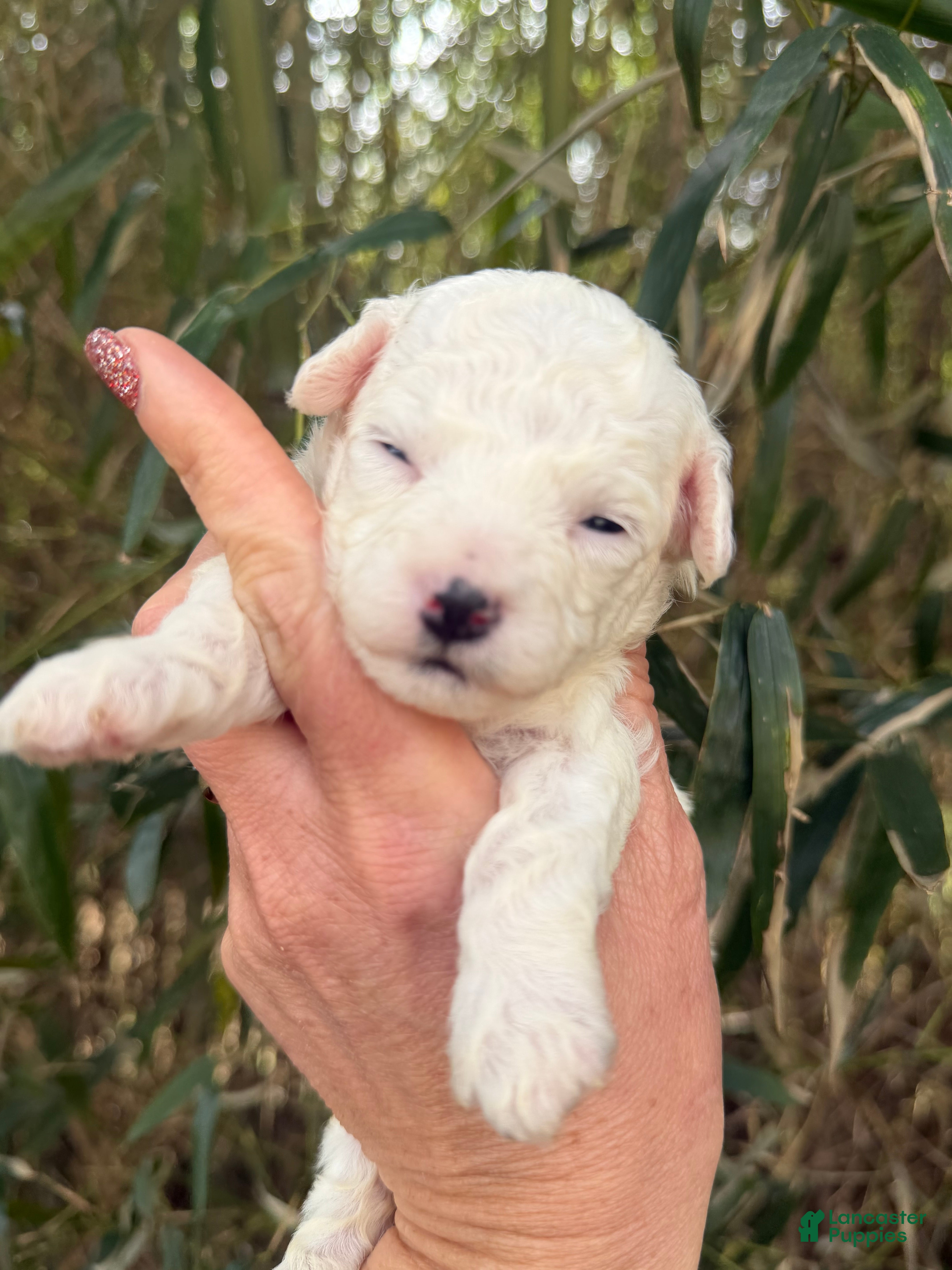 Bichpoo dogs Bichpoo Puppy 3 - Ad 39