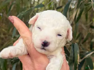 Bichpoo dogs Bichpoo Puppy 3 - Ad 39