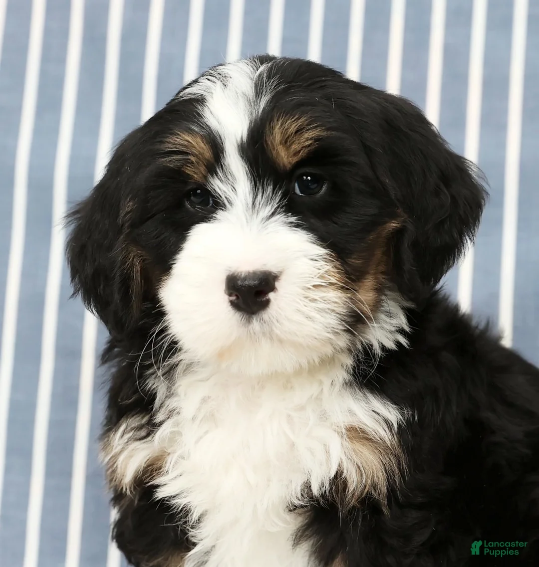 Mini Bernedoodle dogs for sale: Theo - Ad 9