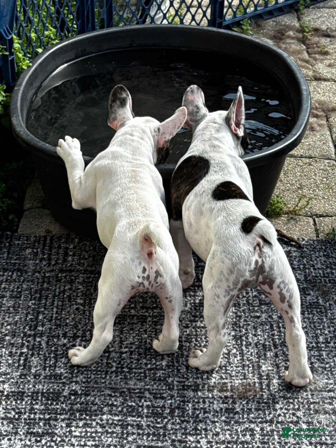 French Bulldog dogs for sale: French Bulldog Puppy 2 “Whisp” - Ad 3