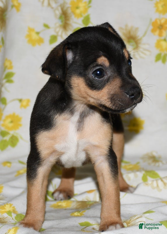 Rat Terrier dogs Monty - Ad 2