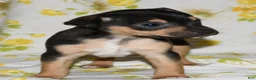 Rat Terrier dogs for sale: Monty - Ad 2