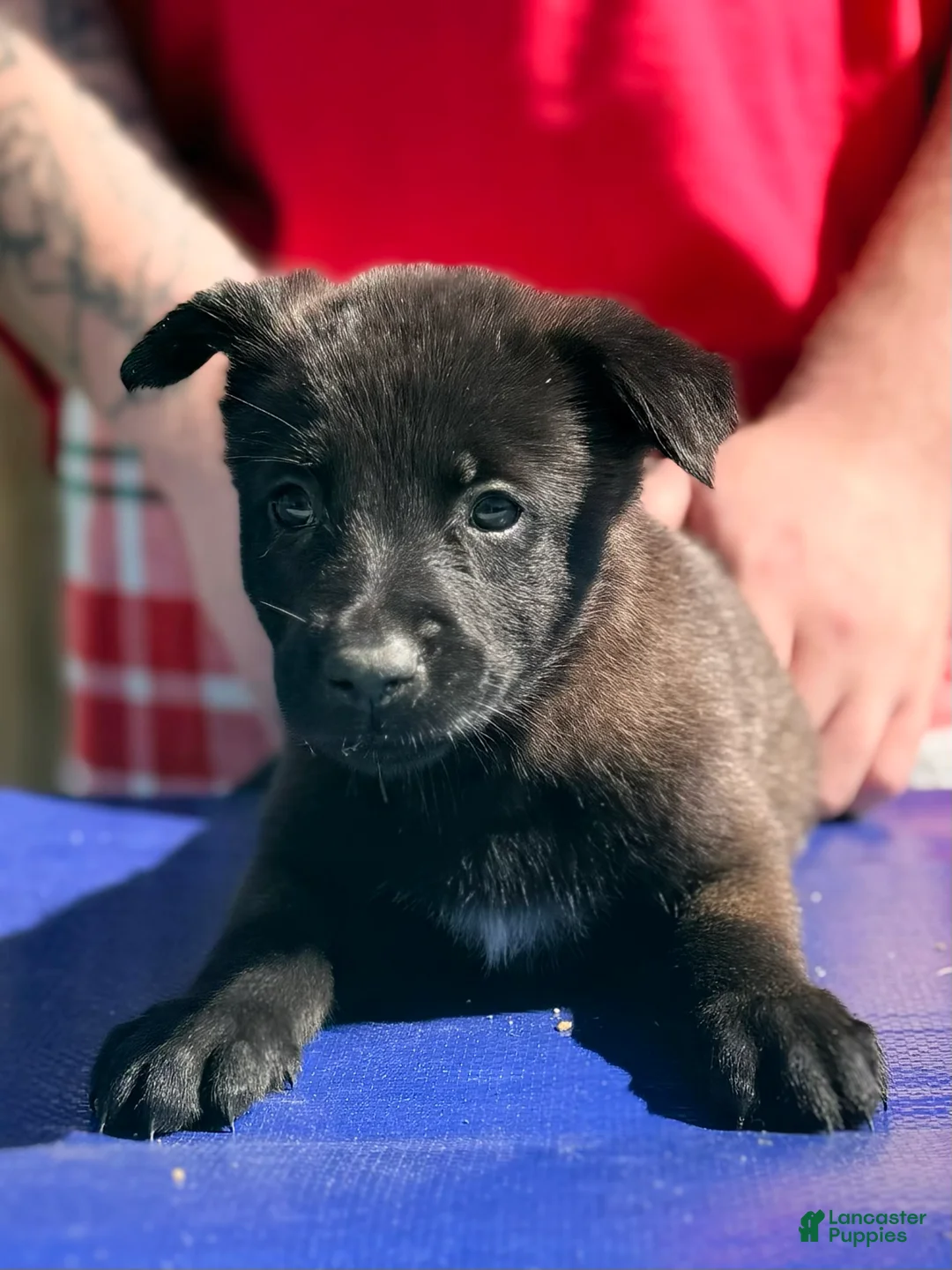 Belgian Malinois dogs for sale: AKC Belgian Malinois - Purple Collar - Ad 2