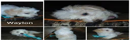 Havapoo dogs for sale: Havapoo 2 - Ad 1