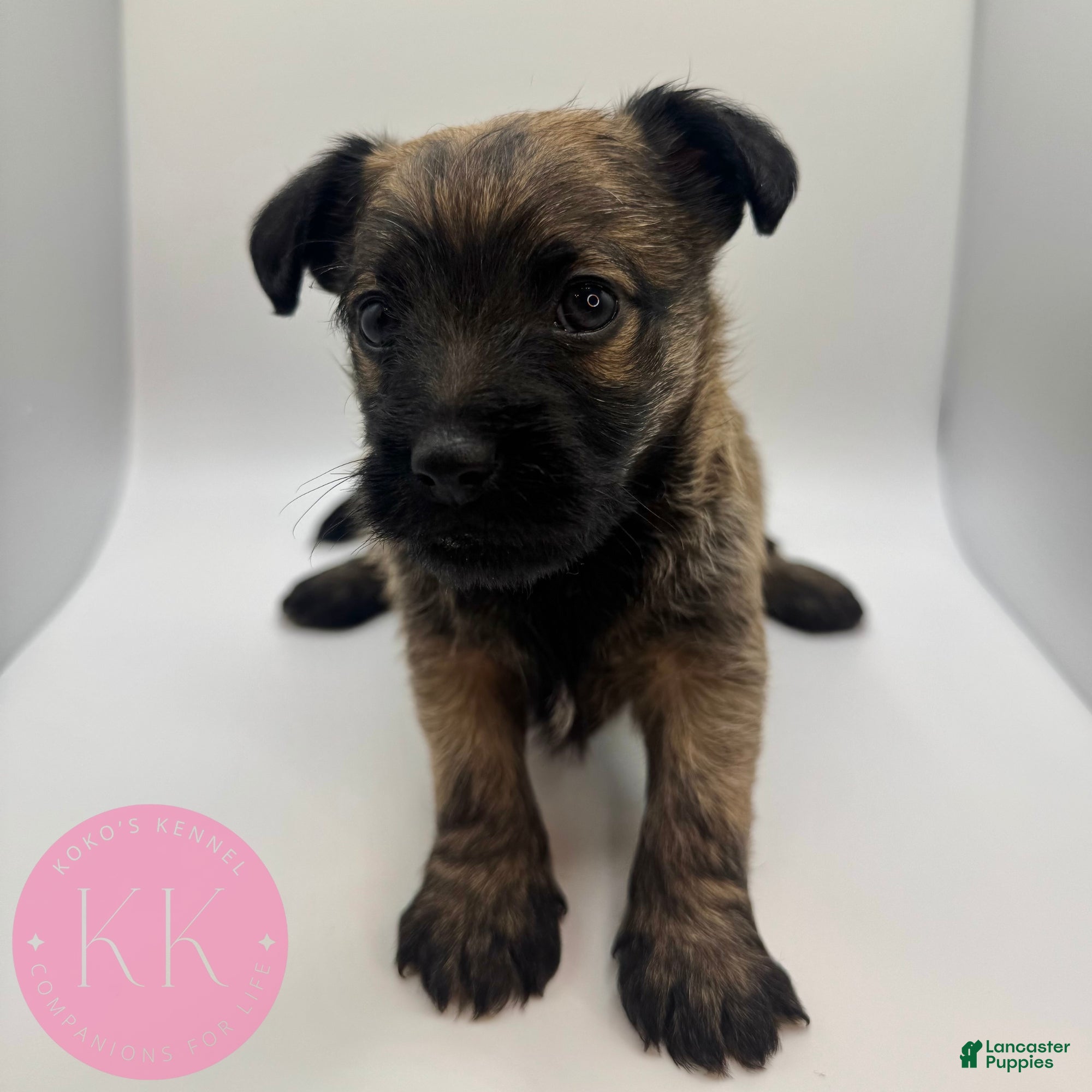 Chipoo dogs Poppy - Ad 33