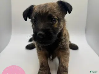 Chipoo dogs for sale: Poppy - Ad 3