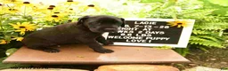 Great Dane dogs for sale: Lacie - Ad 3