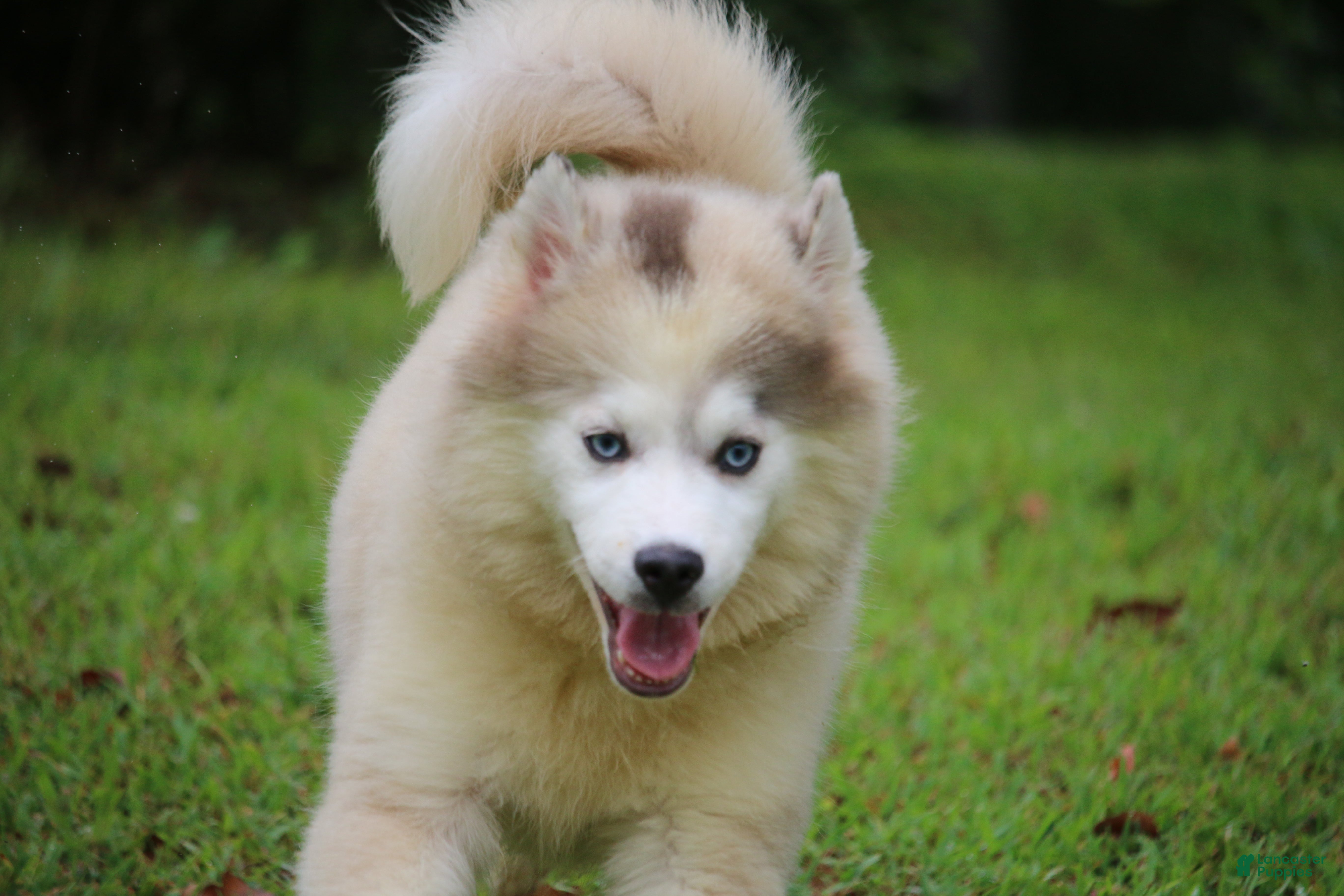 Pomsky dogs Merle - Ad 1