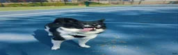 Mixed Breed dogs for sale: Stella - Ad 7
