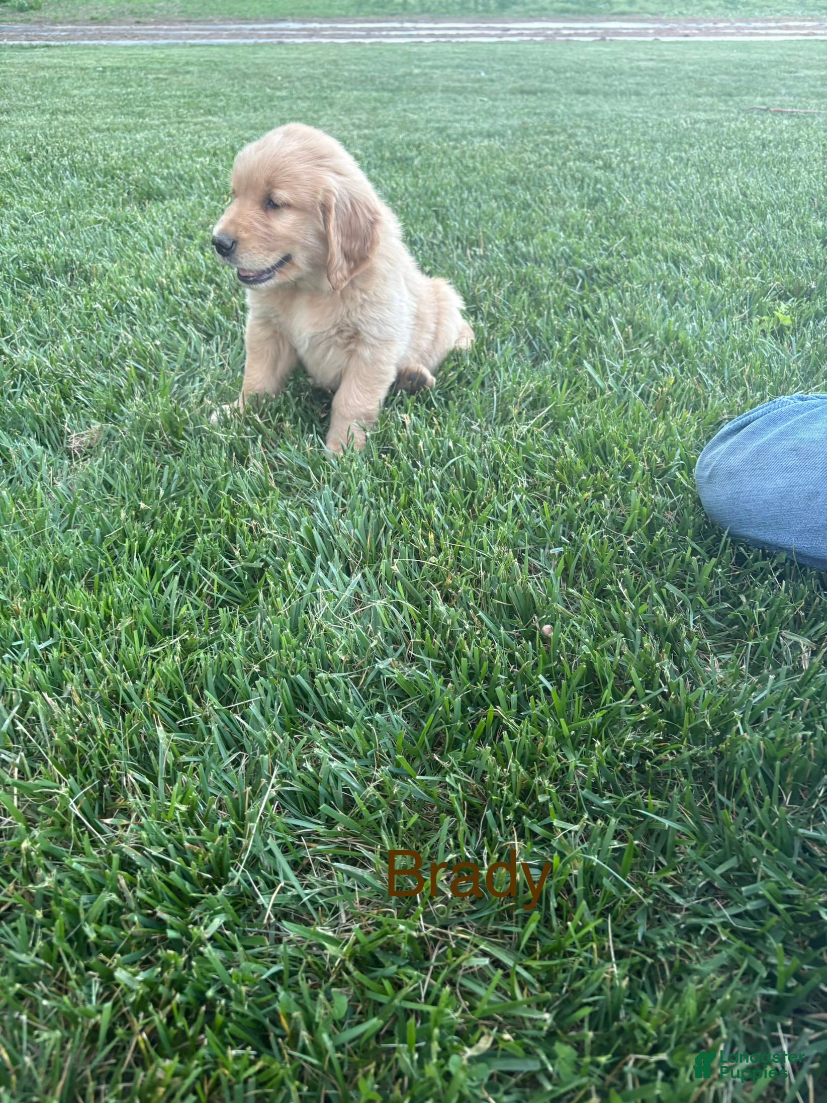 Golden Retriever dogs for sale: Brady - Ad 5