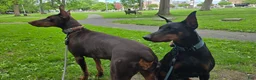 Doberman Pinscher dogs for sale: Chili - Ad 16