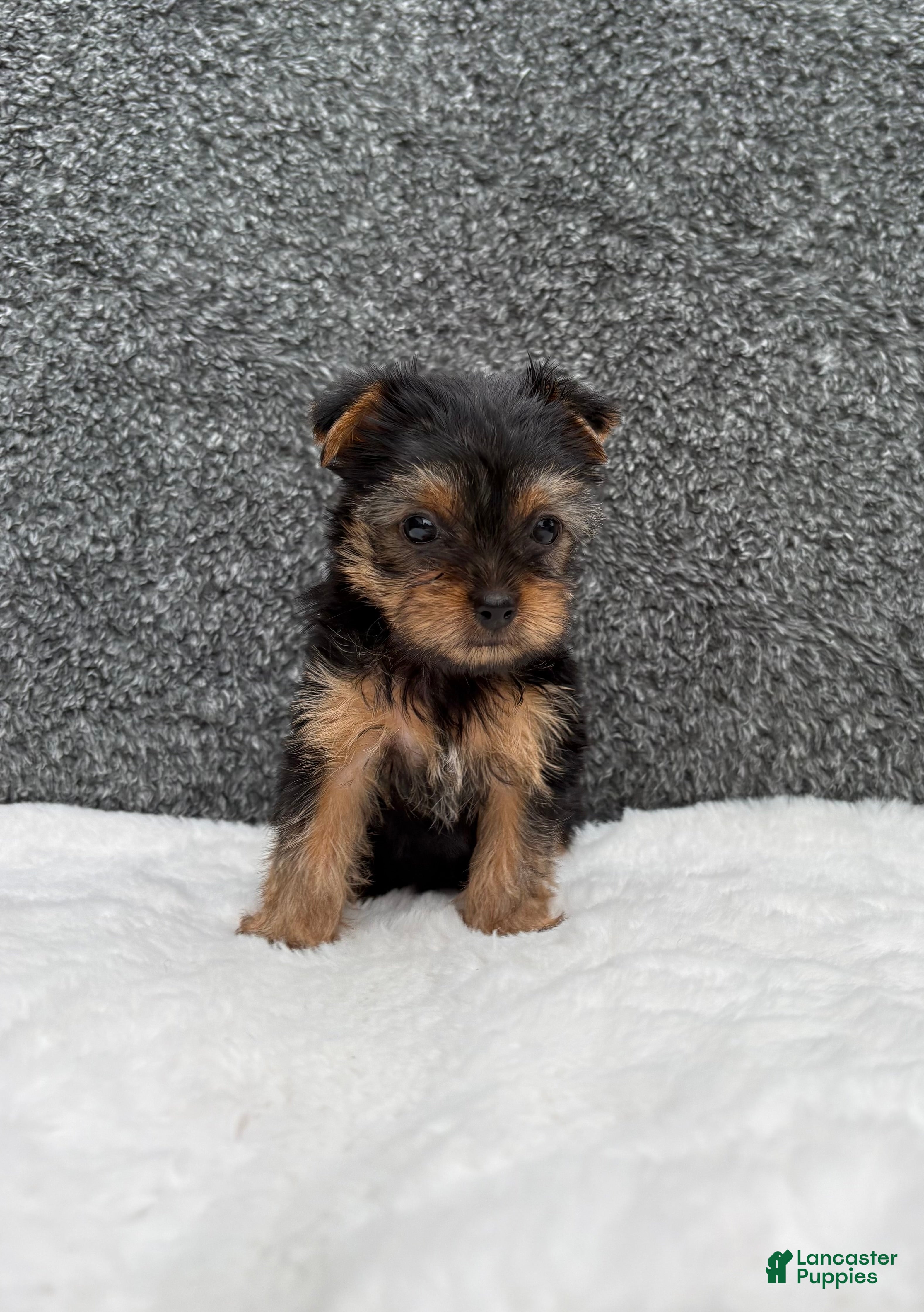 Yorkshire Terrier dogs Cassie - Ad 1
